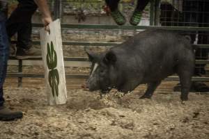 Cumberland County 4-H Fair & Livestock Auction - Captured at Cumberland County Fairgrounds, Millville NJ United States.