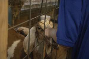Cumberland County 4-H Fair & Livestock Auction - Captured at Cumberland County Fairgrounds, Millville NJ United States.