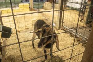 Cumberland County 4-H Fair & Livestock Auction - Captured at Cumberland County Fairgrounds, Millville NJ United States.