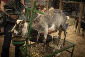Cumberland County 4-H Fair & Livestock Auction - Captured at Cumberland County Fairgrounds, Millville NJ United States.