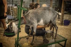 Cumberland County 4-H Fair & Livestock Auction - Captured at Cumberland County Fairgrounds, Millville NJ United States.