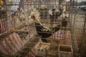 Cumberland County 4-H Fair & Livestock Auction - Captured at Cumberland County Fairgrounds, Millville NJ United States.