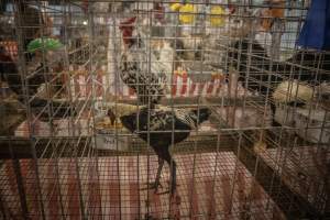 Cumberland County 4-H Fair & Livestock Auction - Captured at Cumberland County Fairgrounds, Millville NJ United States.