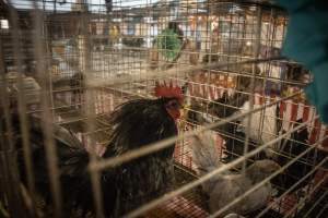 Cumberland County 4-H Fair & Livestock Auction - Captured at Cumberland County Fairgrounds, Millville NJ United States.