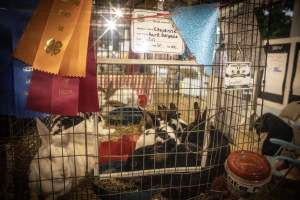 Cumberland County 4-H Fair & Livestock Auction - Captured at Cumberland County Fairgrounds, Millville NJ United States.