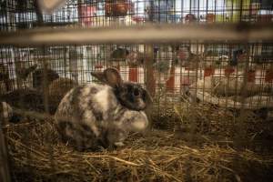 Cumberland County 4-H Fair & Livestock Auction - Captured at Cumberland County Fairgrounds, Millville NJ United States.