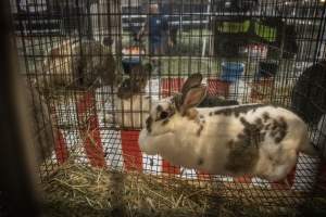 Cumberland County 4-H Fair & Livestock Auction - Captured at Cumberland County Fairgrounds, Millville NJ United States.