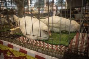 Cumberland County 4-H Fair & Livestock Auction - Captured at Cumberland County Fairgrounds, Millville NJ United States.