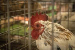 Cumberland County 4-H Fair & Livestock Auction - Captured at Cumberland County Fairgrounds, Millville NJ United States.