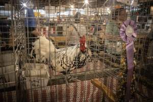 Cumberland County 4-H Fair & Livestock Auction - Captured at Cumberland County Fairgrounds, Millville NJ United States.