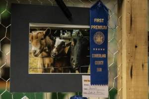 Cumberland County 4-H Fair & Livestock Auction - Captured at Cumberland County Fairgrounds, Millville NJ United States.
