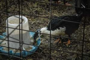 Cumberland County 4-H Fair & Livestock Auction - Captured at Cumberland County Fairgrounds, Millville NJ United States.