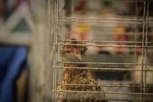 Cumberland County 4-H Fair & Livestock Auction - Captured at Cumberland County Fairgrounds, Millville NJ United States.