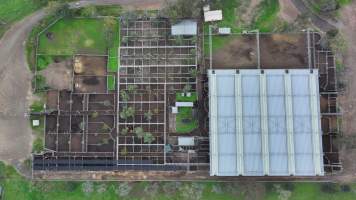 Captured at Hunter Regional Livestock Exchange (HRLX), Clydesdale NSW Australia.