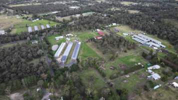 Captured at Thirlmere Broiler Farm, Thirlmere NSW Australia.