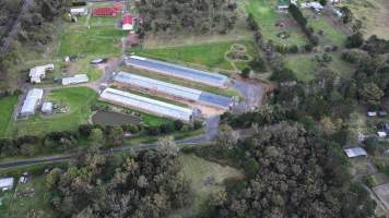 Captured at Thirlmere Broiler Farm, Thirlmere NSW Australia.