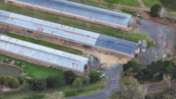 Captured at Thirlmere Broiler Farm, Thirlmere NSW Australia.
