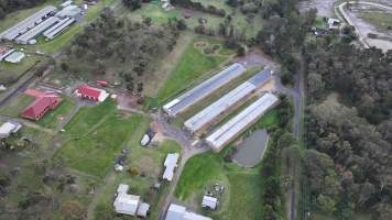 Captured at Thirlmere Broiler Farm, Thirlmere NSW Australia.
