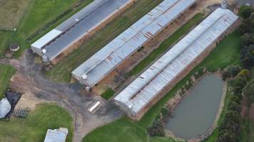 Captured at Thirlmere Broiler Farm, Thirlmere NSW Australia.