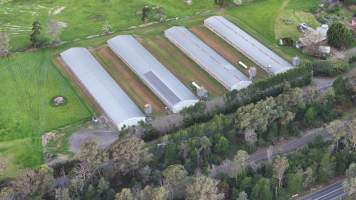 Captured at Ingham Turkey Farm, Thirlmere NSW Australia.