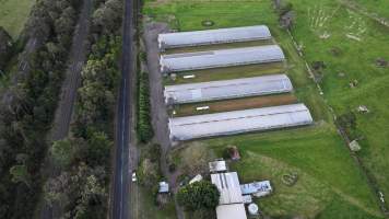 Captured at Ingham Turkey Farm, Thirlmere NSW Australia.
