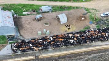 Captured at Harris Family Farm Dairy, Forbesdale NSW Australia.