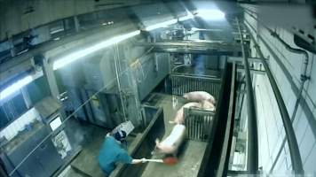 Brand Qualitätsfleisch's pig gas chamber - Captured at Brand Qualitätsfleisch GmbH & Co. KG, Lohne NDS Germany.