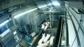 Brand Qualitätsfleisch's pig gas chamber - Captured at Brand Qualitätsfleisch GmbH & Co. KG, Lohne NDS Germany.