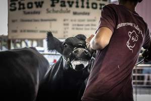 New Jersey State Fair 2026 - Captured at Sussex County Fairgrounds, Frankford NJ United States.