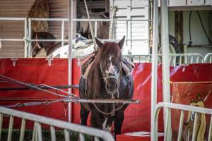 New Jersey State Fair 2026 - Captured at Sussex County Fairgrounds, Frankford NJ United States.