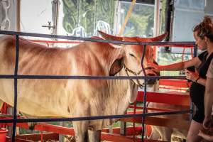New Jersey State Fair 2026 - Captured at Sussex County Fairgrounds, Frankford NJ United States.