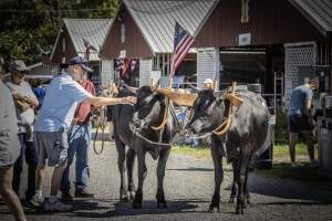New Jersey State Fair 2026 - Captured at Sussex County Fairgrounds, Frankford NJ United States.
