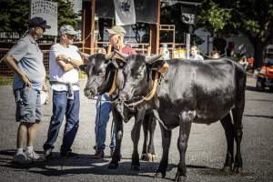 New Jersey State Fair 2026 - Captured at Sussex County Fairgrounds, Frankford NJ United States.