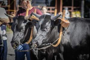 New Jersey State Fair 2026 - Captured at Sussex County Fairgrounds, Frankford NJ United States.