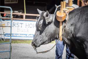 New Jersey State Fair 2026 - Captured at Sussex County Fairgrounds, Frankford NJ United States.