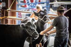 New Jersey State Fair 2026 - Captured at Sussex County Fairgrounds, Frankford NJ United States.