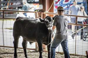 New Jersey State Fair 2026 - Captured at Sussex County Fairgrounds, Frankford NJ United States.