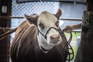 New Jersey State Fair 2026 - Captured at Sussex County Fairgrounds, Frankford NJ United States.