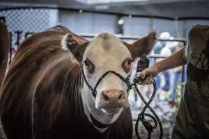 New Jersey State Fair 2026 - Captured at Sussex County Fairgrounds, Frankford NJ United States.