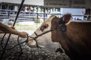 New Jersey State Fair 2026 - Captured at Sussex County Fairgrounds, Frankford NJ United States.