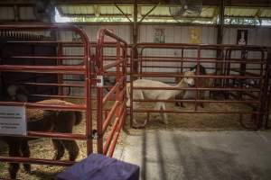 New Jersey State Fair 2026 - Captured at Sussex County Fairgrounds, Frankford NJ United States.