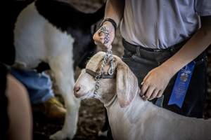 New Jersey State Fair 2026 - Captured at Sussex County Fairgrounds, Frankford NJ United States.