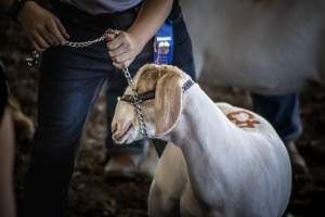 New Jersey State Fair 2026 - Captured at Sussex County Fairgrounds, Frankford NJ United States.