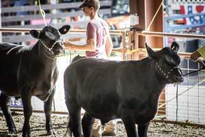 New Jersey State Fair 2026 - Captured at Sussex County Fairgrounds, Frankford NJ United States.