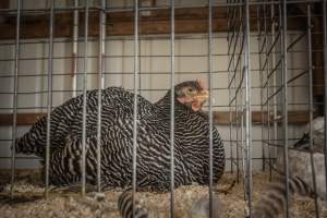 New Jersey State Fair 2026 - Captured at Sussex County Fairgrounds, Frankford NJ United States.