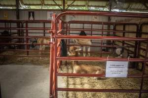 New Jersey State Fair 2026 - Captured at Sussex County Fairgrounds, Frankford NJ United States.
