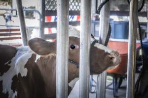 New Jersey State Fair 2026 - Captured at Sussex County Fairgrounds, Frankford NJ United States.
