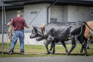 New Jersey State Fair 2026 - Captured at Sussex County Fairgrounds, Frankford NJ United States.