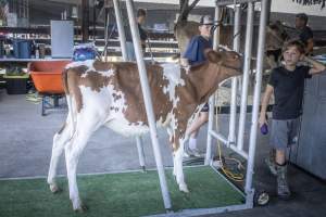 New Jersey State Fair 2026 - Captured at Sussex County Fairgrounds, Frankford NJ United States.