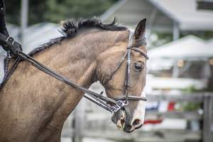 New Jersey State Fair 2026 - Captured at Sussex County Fairgrounds, Frankford NJ United States.